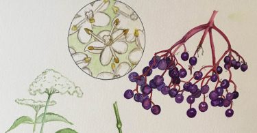 In Bloom: Elderberry