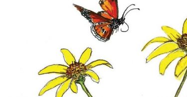 In Bloom: Eastern Oxeye