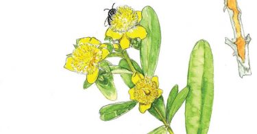 In Bloom: St. John's Wort