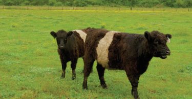 Of Oreo Cookies & Local Farmers