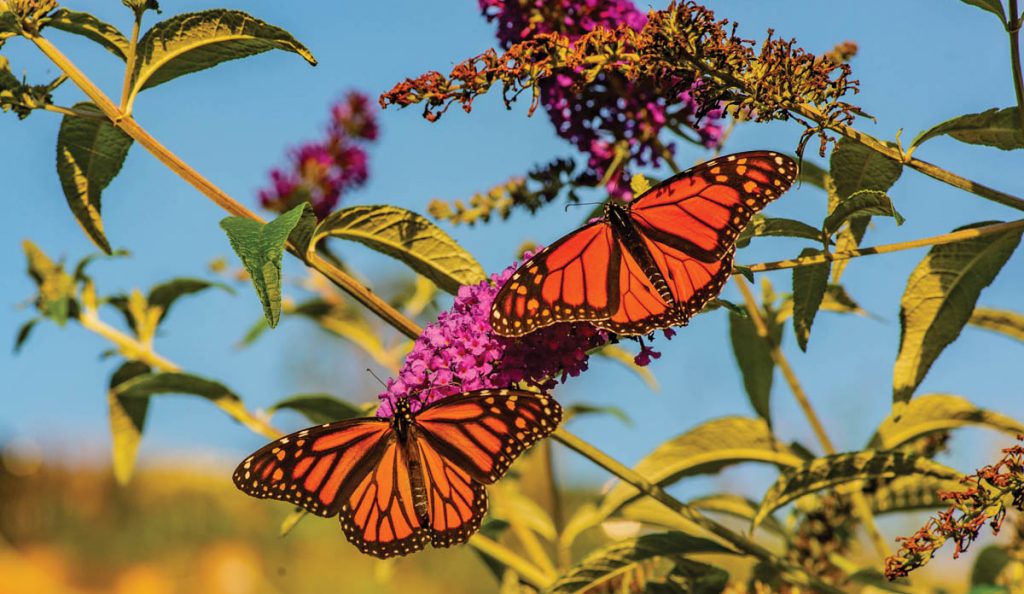 NC Arboretum Celebrates Monarch Butterfly Month - The Laurel of Asheville