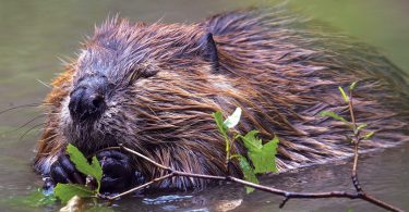 Sustainability: Beavers