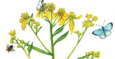 In Bloom: Wingstem