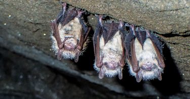 Sustainability: The Mysteries of Caves