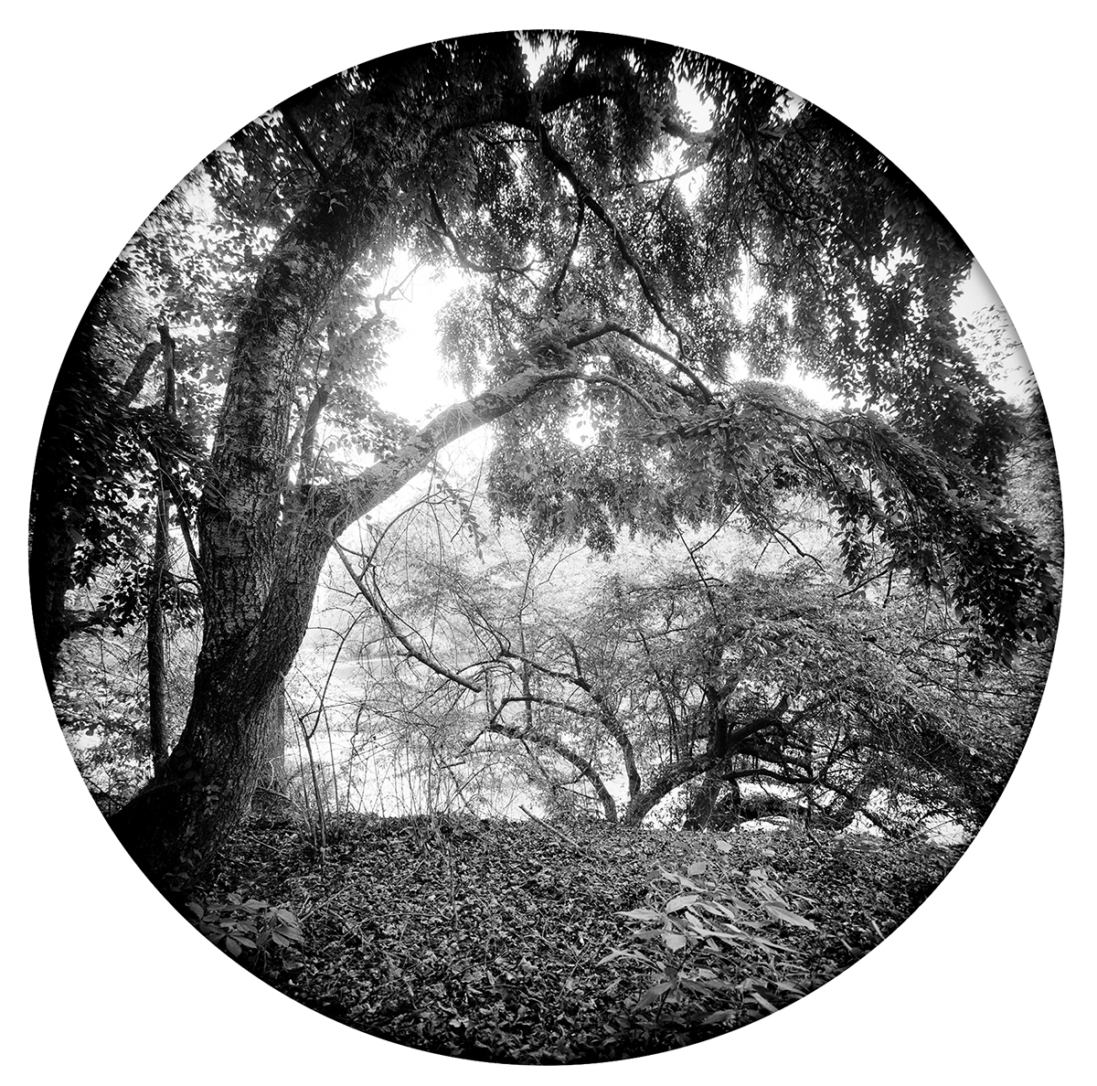 NC Arboretum