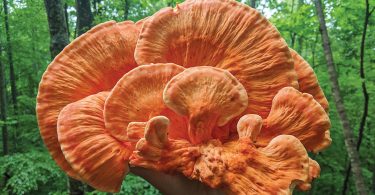 Appalachian Experience