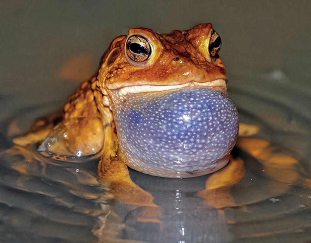 Frogs Versus Toads Extraordinary Amphibians The Laurel of Asheville