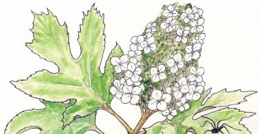 In Bloom: Hydrangea