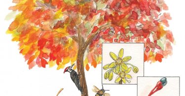 In Bloom: Sassafrass