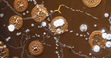 Mold growing on soil samples