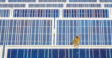 Sustainability: Wildlife and Solar Energy