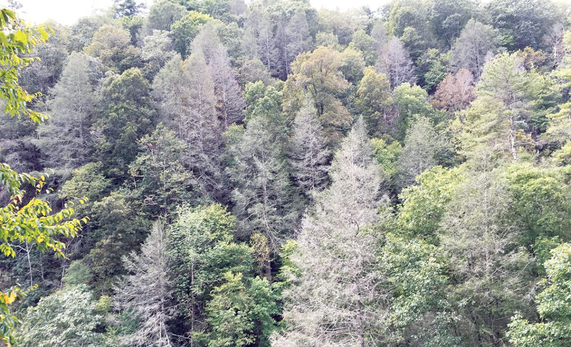 Conservation Hemlock Restoration Inititative The Laurel of Asheville