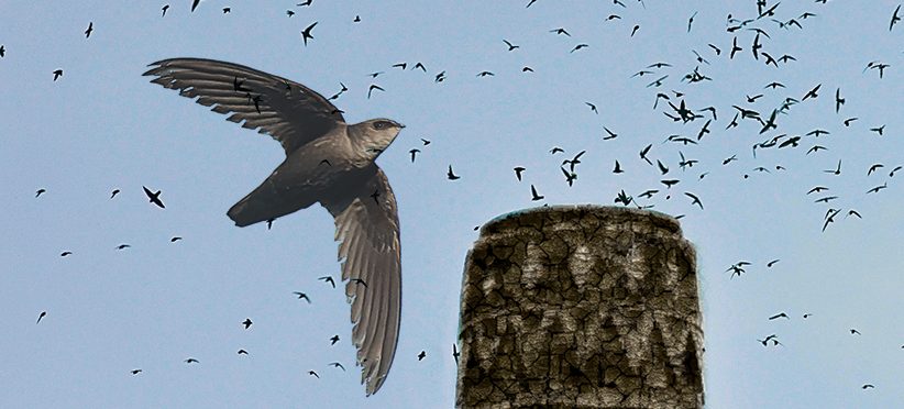 sustainability-chimney-swifts-March22-copy-e1647605470531.jpg