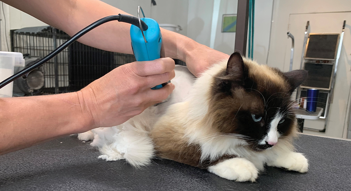 Extra Calm for Cats at Gentle Hands Grooming in Saluda The Laurel of