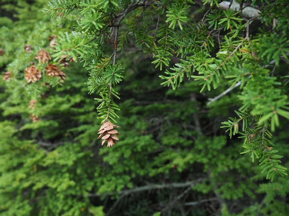 Carolina-Hemlock
