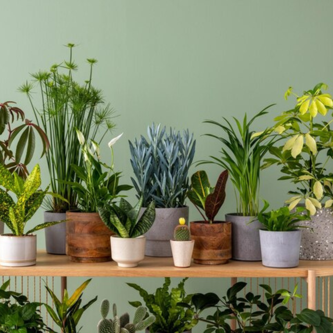 indoor plants
