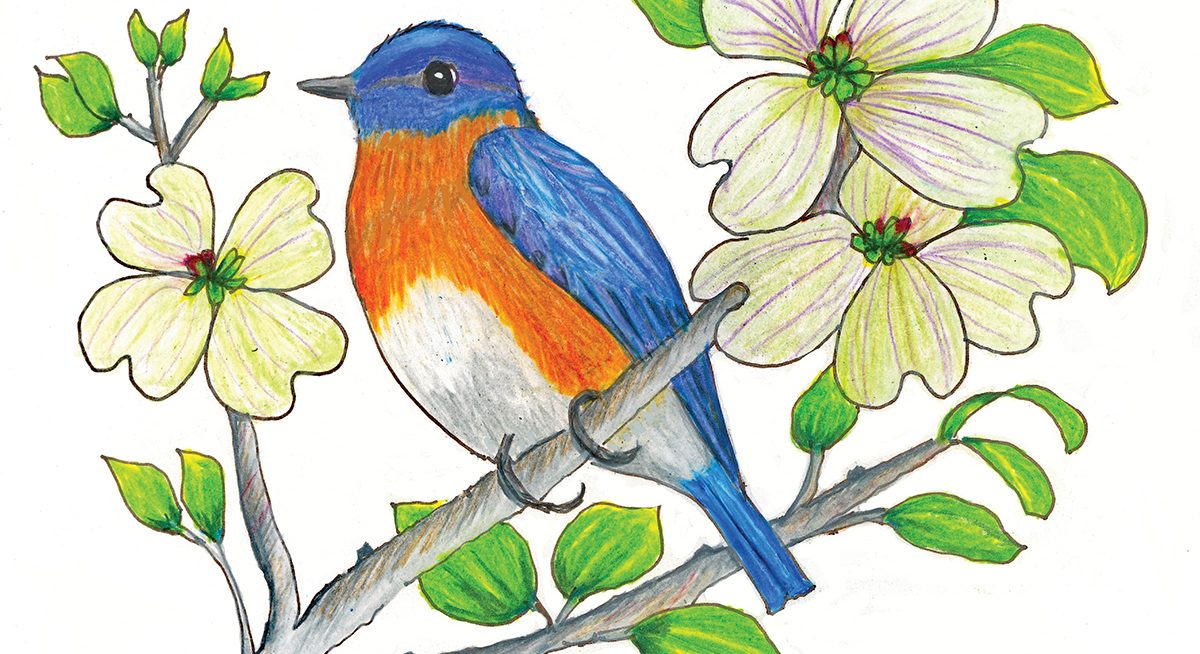 Birds-Note-Eastern-Bluebird.-