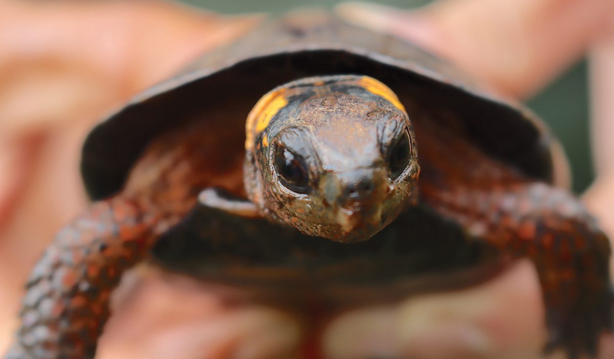 Wild Truth: Where Have All the Turtles Gone? - The Laurel of Asheville