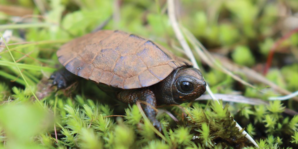 Wild Truth: Where Have All the Turtles Gone? - The Laurel of Asheville