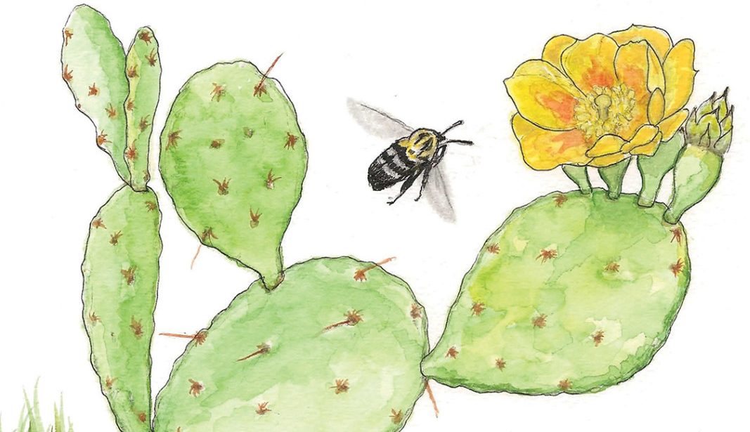 In Bloom: Prickly Pear - The Laurel of Asheville
