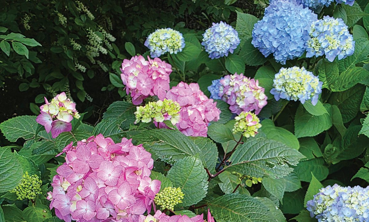 Colorful Hydrangea Tree The Observant Gardener: Create a Glorious Garden with Colorful ...
